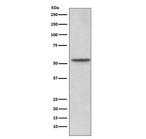 Western blot testing of human U-87 MG cell lysate with Src antibody. Predicted molecular weight: 55-