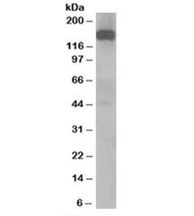 Dynactin Antibody