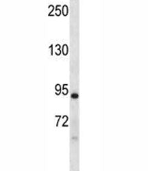 Dclk1 Antibody