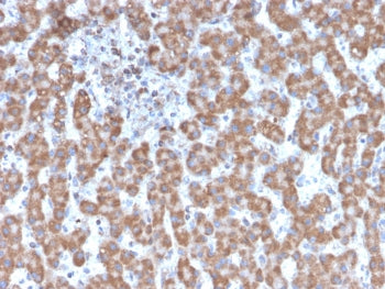 Prohibitin Antibody / PHB