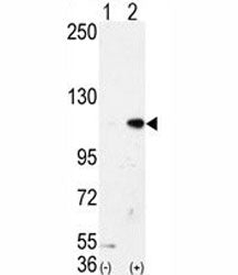 LSD1 Antibody