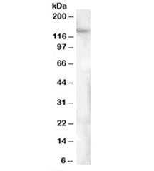FAM62A Antibody