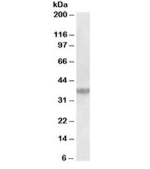 Clusterin Antibody