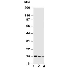 NGF Antibody