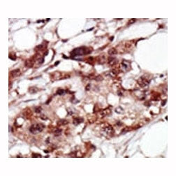 BRD4 Antibody