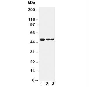 GFAP Antibody