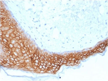 TROP2 Antibody