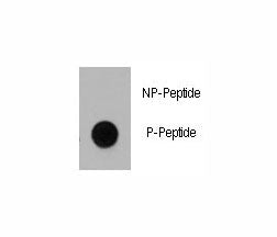 Dnmt1 Antibody (phospho-S714)