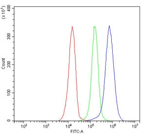 HS2ST1 Antibody / Heparan sulfate 2-O-sulfotransferase