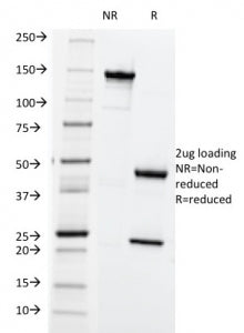 SDS-PAGE analysis of purified, BSA-free HLA-ABC antibody (clone SPM419) as confirmation of integrity