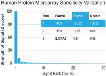 p53 Antibody / TP53 (C-Terminal Region)