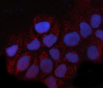 PRTFDC1 Antibody / Phosphoribosyltransferase domain-containing protein 1