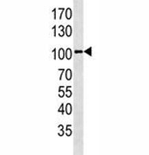 GPR49 Antibody