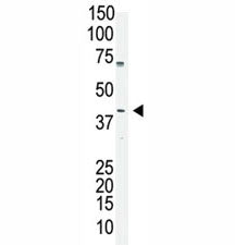 Oct4 Antibody