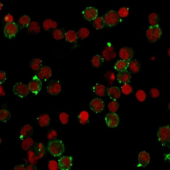 Immunofluorescent staining of human Raji cells with recombinant HLA-DQ antibody (green, clone HLA-DQ