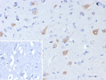 IHC staining of FFPE human brain tissue with recombinant NeuN antibody (clone rNEUN/8055). Inset: PB