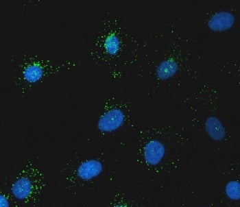 Immunofluorescent staining of FFPE human A549 cells with Sorting nexin 1 antibody (green) and DAPI n