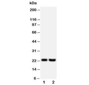 FGF9 Antibody