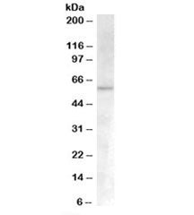 ACVR1 Antibody