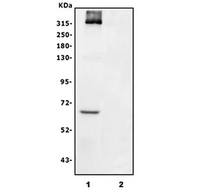 CSPG4 Antibody / NG2
