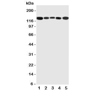 RGS3 Antibody