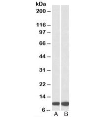 Western blot testing of A) HeLa and B) HepG2 lysates with HSPE1 antibody at 0.3ug/ml. Expected molec