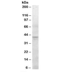 SERPINI2 Antibody