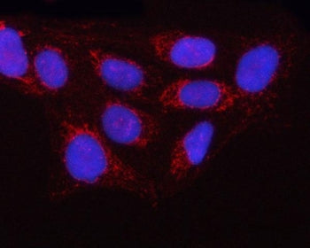 Immunofluorescent staining of FFPE human U-2 OS cells with OLA1 antibody (red) and DAPI nuclear stai