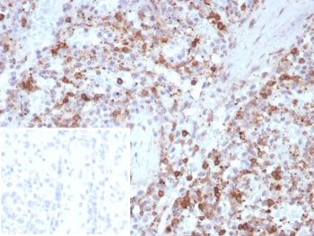 IHC staining of FFPE human spleen tissue with Osteonectin antibody (clone rOSTN/8527). Inset: PBS us