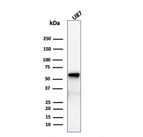 NGF Receptor Antibody / p75NTR / CD271