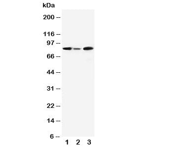 MCM5 Antibody