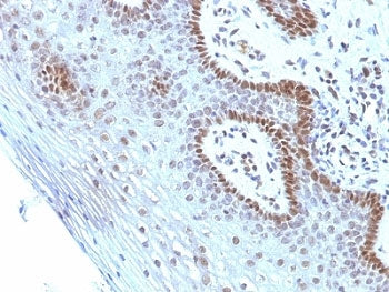 c-Myc Antibody