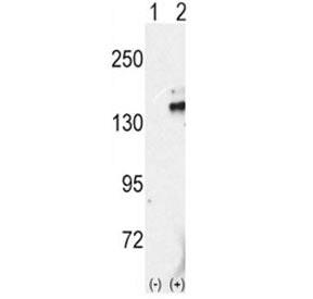 RET Antibody