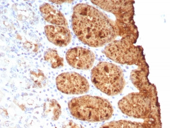 IHC staining of FFPE human colon tissue with recombinant TAG-72 antibody (clone rTAG72/9132). HIER: 