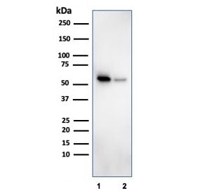 Western blot testing of human 1) K562 and 2) PC-3 cell lysate with SERBP1 antibody. Predicted molecu