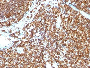CD45RB Antibody (B-cell marker)