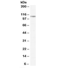 CD26 Antibody