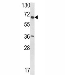 VDU1 Antibody