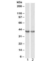 HEXIM1 Antibody