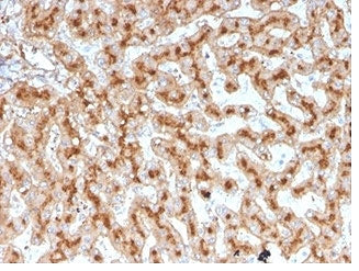 IHC staining of FFPE human liver tissue with Apolipoprotein E (clone APOE) antibody (clone APOE/3671