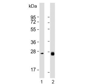 Neurotrophin 3 Antibody / NTF3