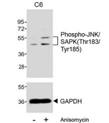 Western blot testing of extracts from C6 cells, untreated or treated with anisomycin (25 ug/ml), wit