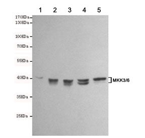 MKK3/6 Antibody