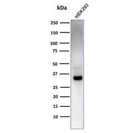 Western blot testing of human HEK293 cell lysate with EBAG9 antibody. Predicted molecular weight: 25