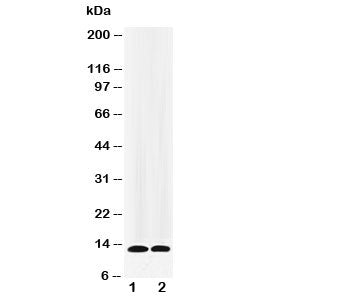 IL-13 Antibody