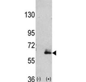 MAP2 Antibody