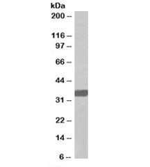 MORF4L2 Antibody