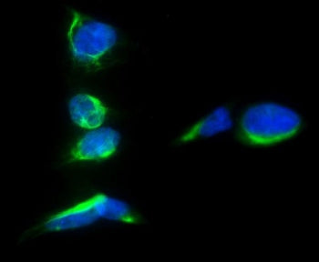 Immunofluorescent staining of FFPE human A549 cells with Prominin 1 antibody (green) and DAPI nuclea