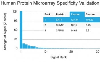 Analysis of HuProt(TM) microarray containing more than 19,000 full-length human proteins using SAT1 