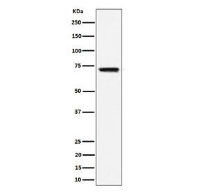 Western blot testing of human Raji cell lysate with BLNK antibody. Predicted molecular weight: ~51 kDa but can be observed at 65-70 kDa.